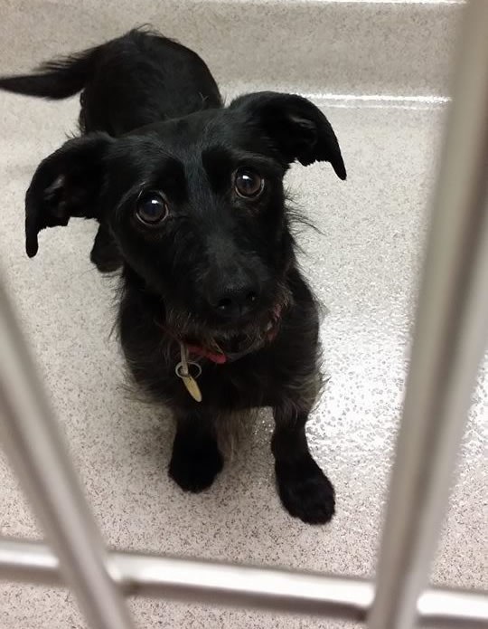 Kakvo biće ima srca napustiti najboljeg prijatelja?