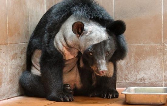 "Buntovna" medvjedica preživjela operaciju mozga