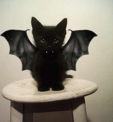 Vampirska maca spremna za noć vještica