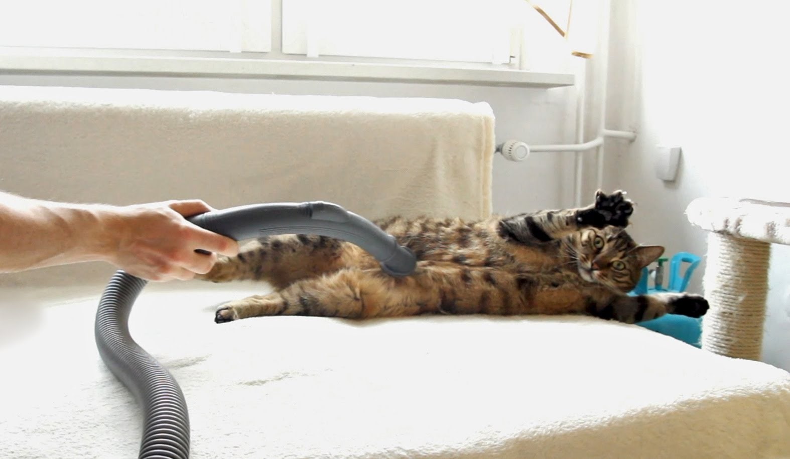 VIDEO: Smetaju ti dlake po kući? Usisaj si mačku!