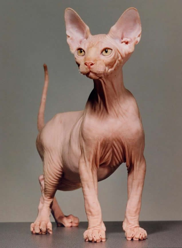 Jel i dalje slatka maca?