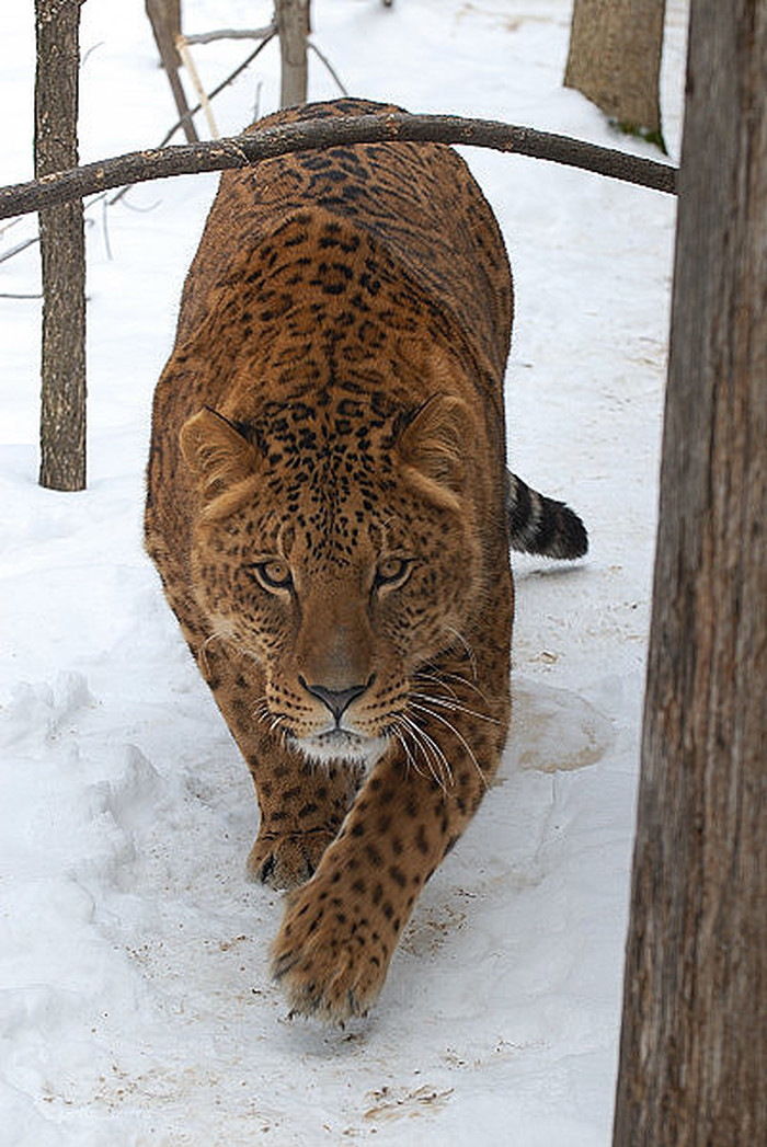 Križanac jaguara i lava: Jaglion