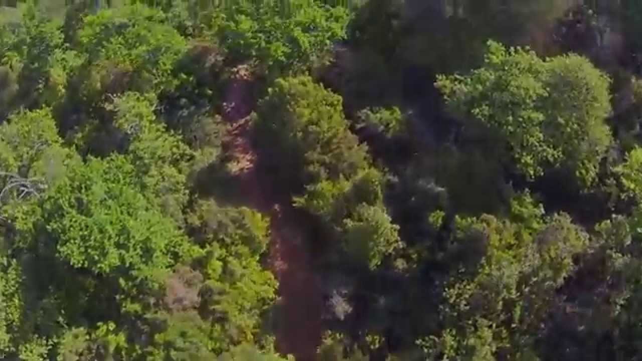 VIDEO: Pčele napale dron - kad njih naljutiš, trči koliko te noge nose