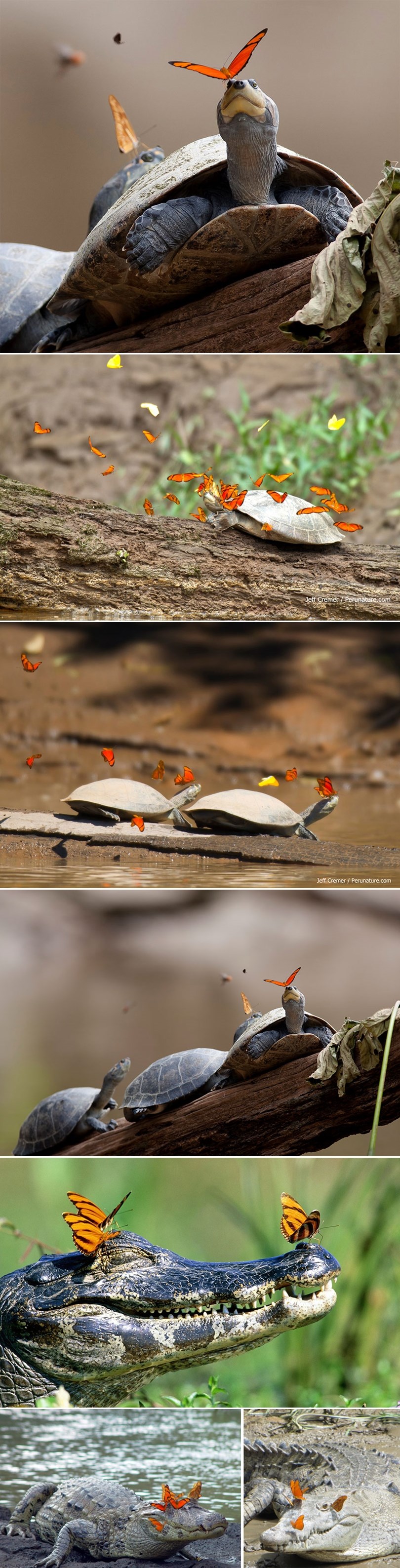 GALERIJA: Priroda kao scena iz Walt Disney crtića