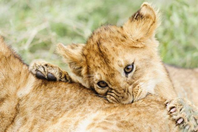 Mljac, smažem te za doručak!