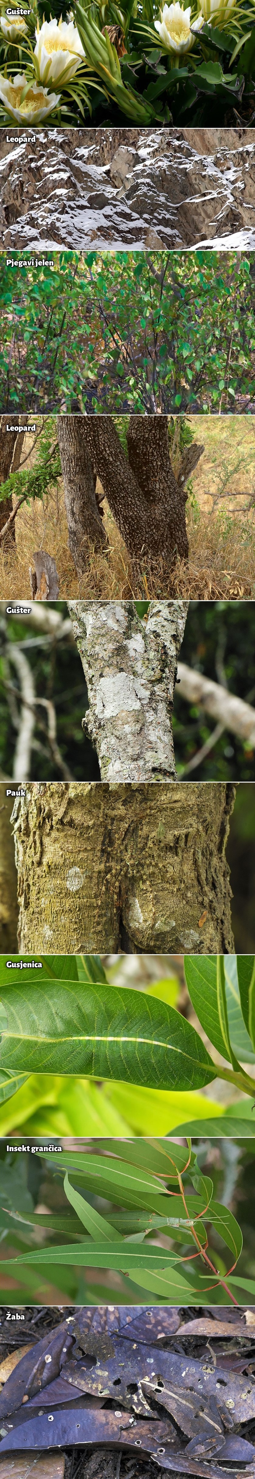 GALERIJA: Možete li ove životinje uočiti u manje od 5 sekundi?