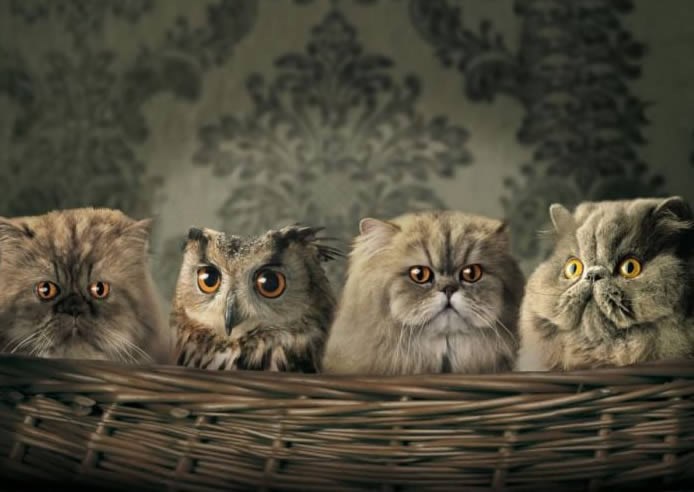 Sovu odgojile mačke - i dalje misli da je maca