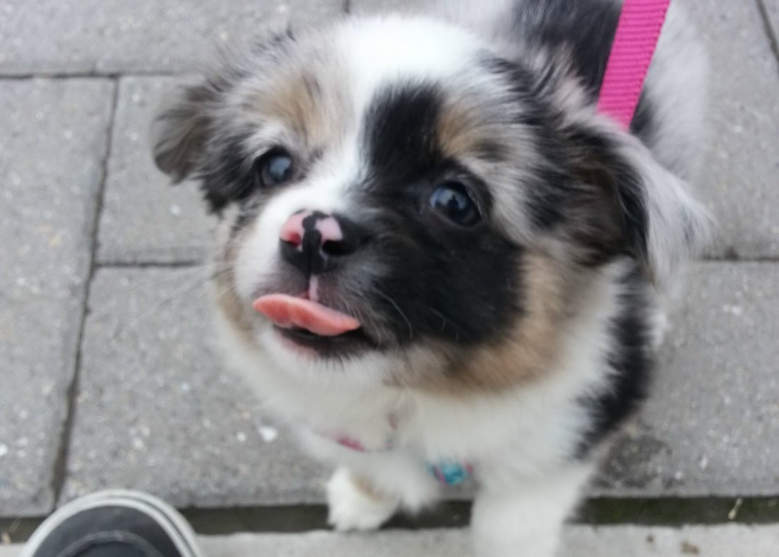 Zna da je slatkić, pa izaziva