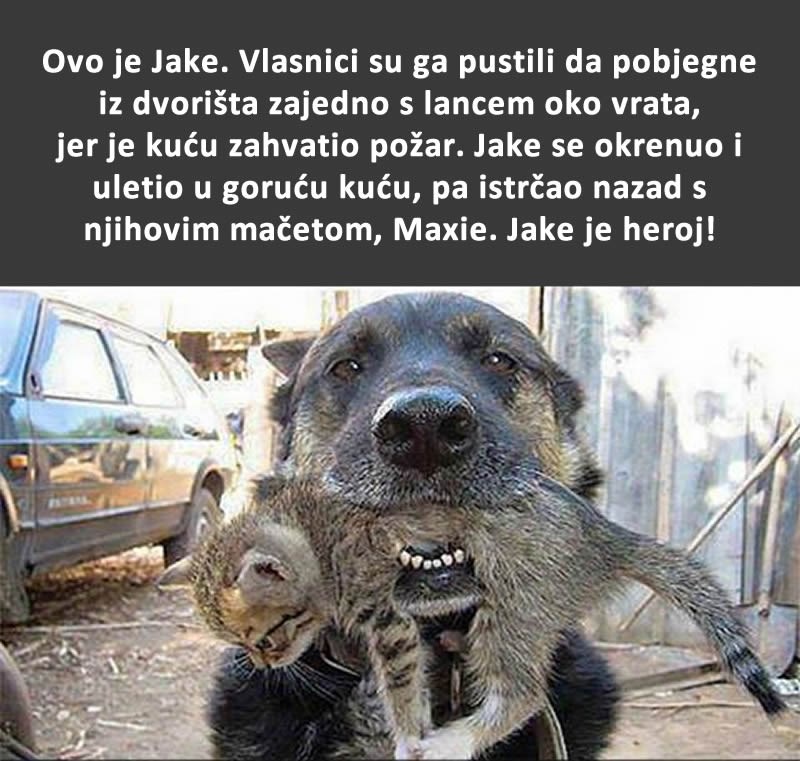 Zašto je ovaj pas utrčao u goruću kuću?