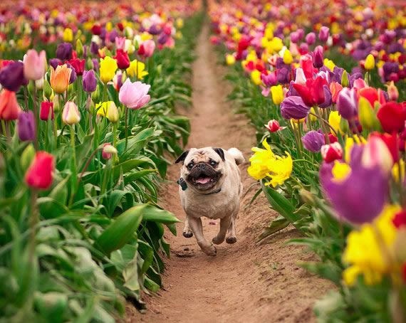 Čista, neobuzdana sreća!