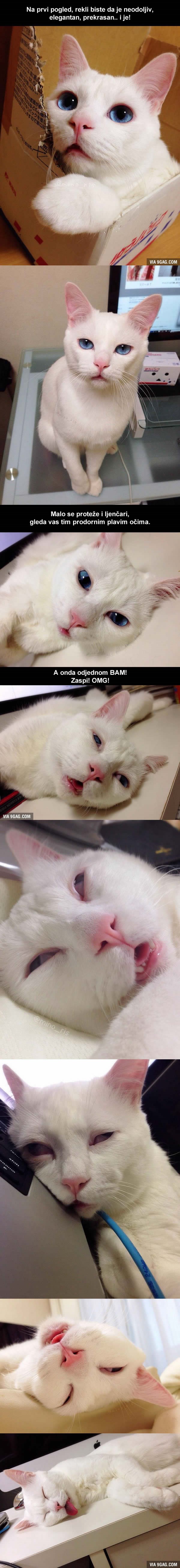 STRAVA: Mačak s licem iz horora - kad zaspi svi vrište!