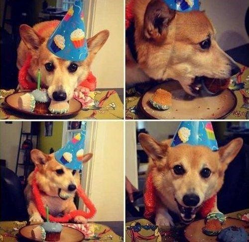 Jedini ispravan način za slavljenje pesekovog rođendana