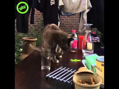 VIDEO: Smjestili joj jadnoj žednoj