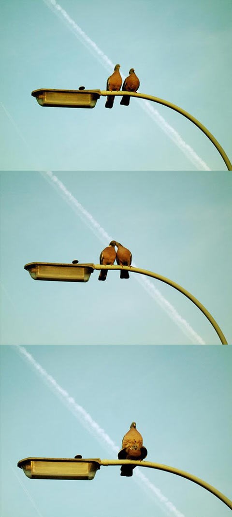 Napaljeni golub brzo prešao na stvar