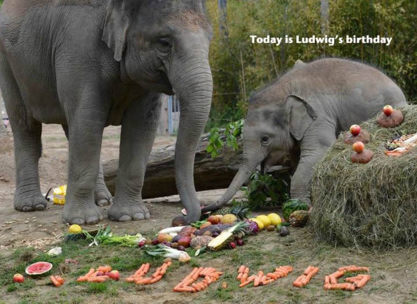 Veseli slonić oduševljen rođendanskom gozbom