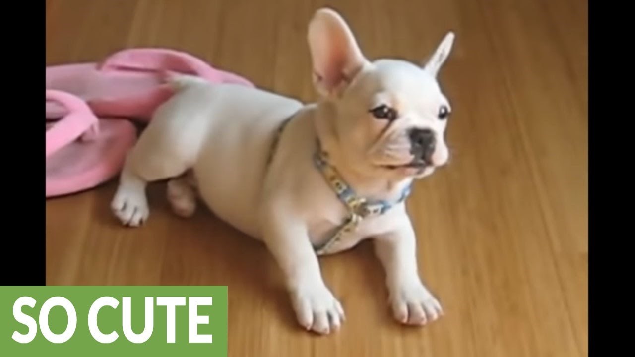 Dnevna doza šećera: Preslatko štene buldoga odgovara na pitanje koga voli najviše na svijetu!