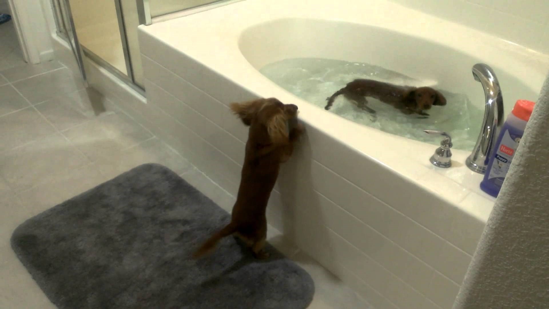 Video: Bebe jazavčari apsolutno šiznuli za kupanjem