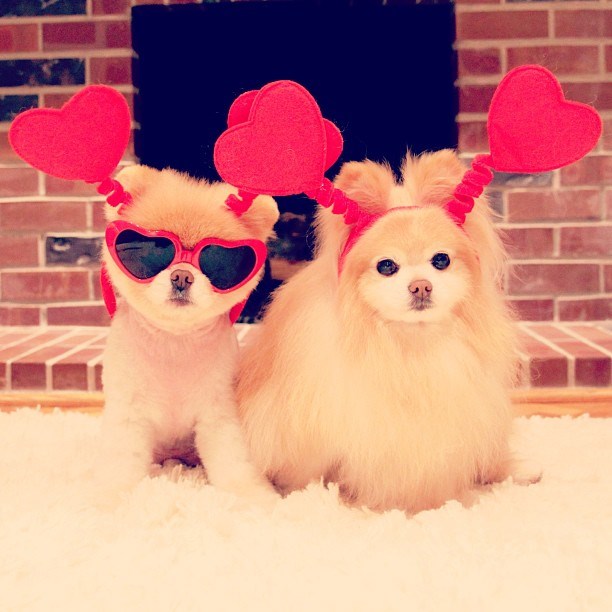 Ovako je Boo proslavio Valentinovo