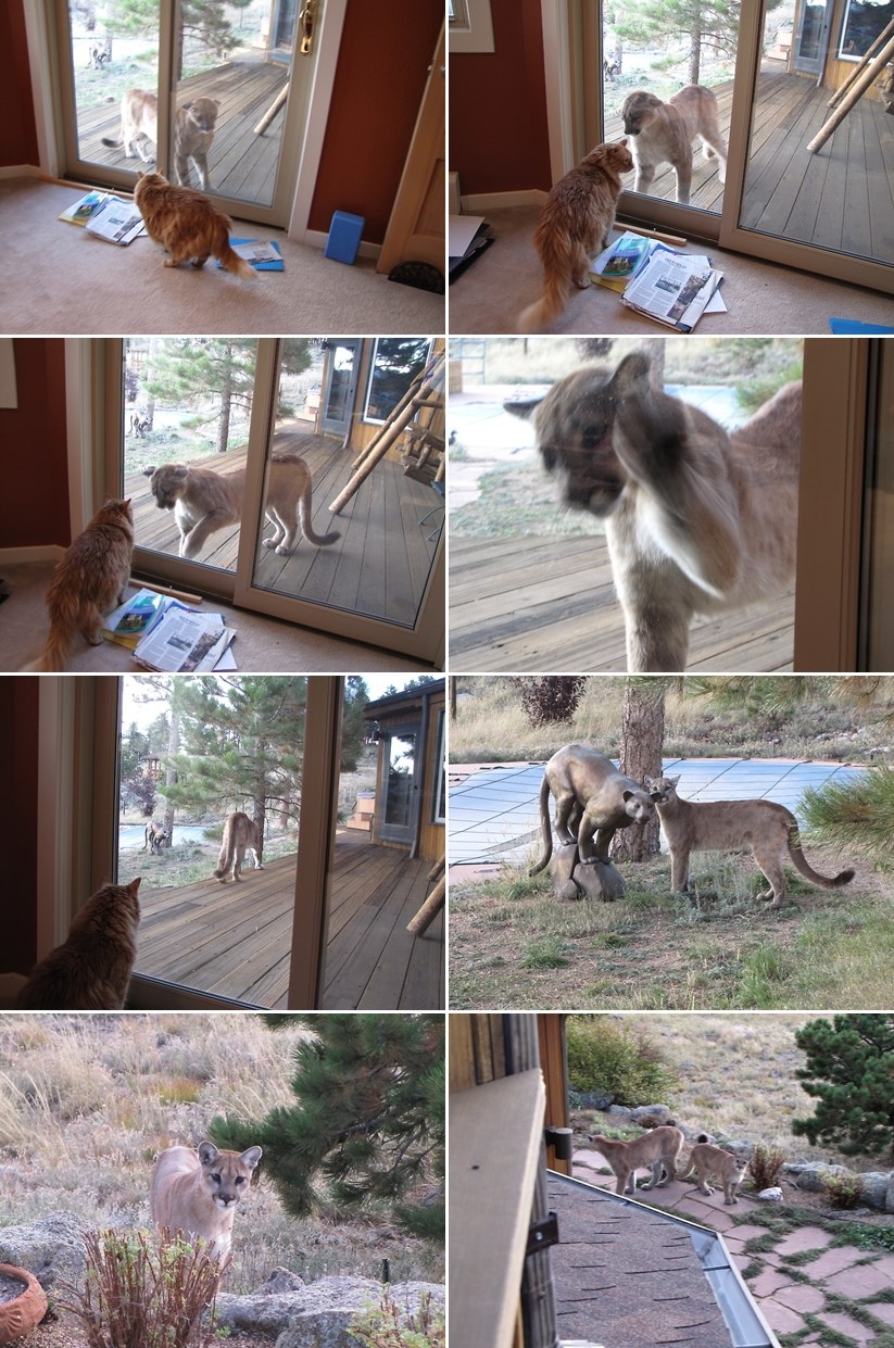 Sudbonosni susret mačka Zeusa i planinskog lava