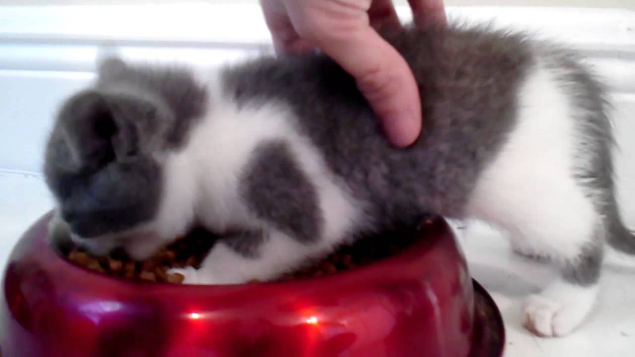 VIDEO: Ova maca je jako ljuta kad je diraju dok jede