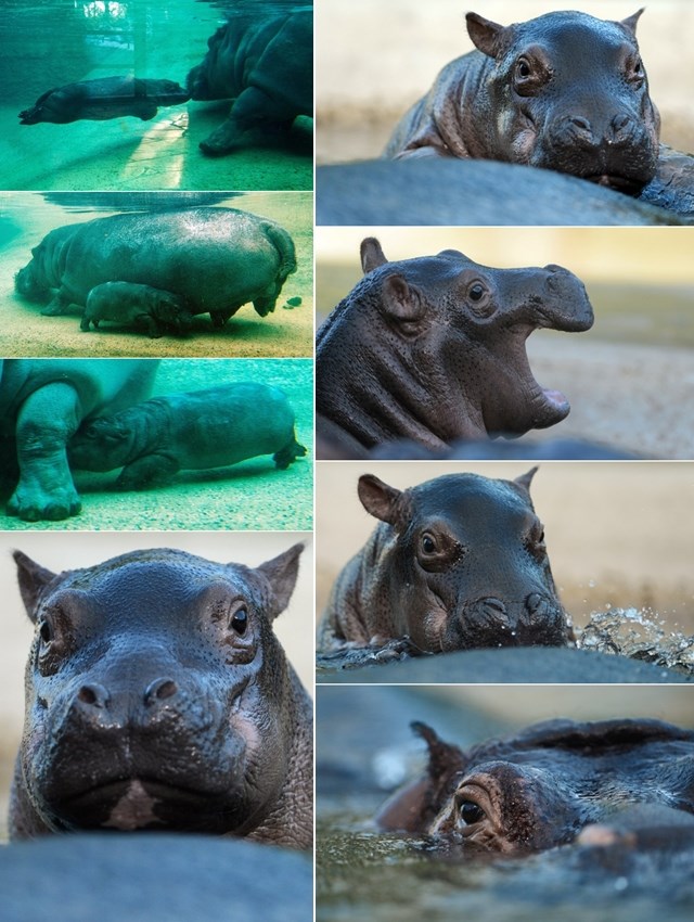 Maleni nilski konjić uživa u plivanju s mamom