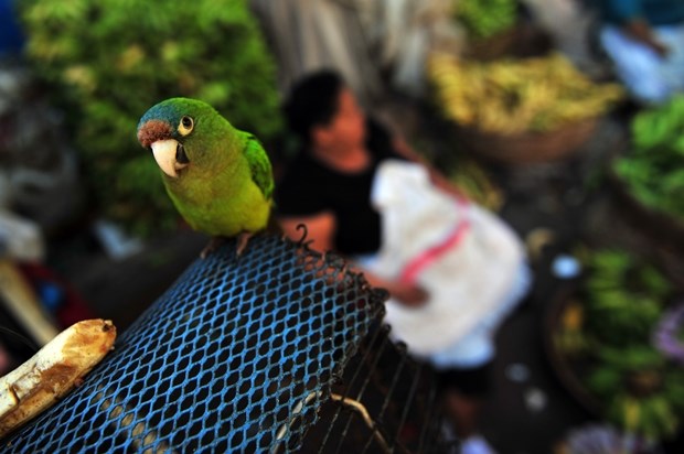 Papigica umiljavanjem žica banane za doručak