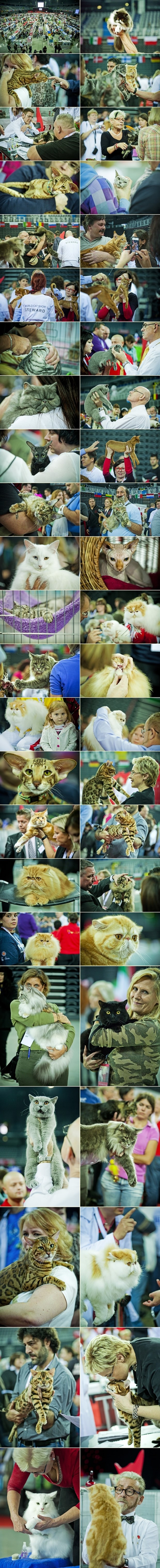 Umiljate pozerice stigle u Zagreb: Najljepše mace na svijetu