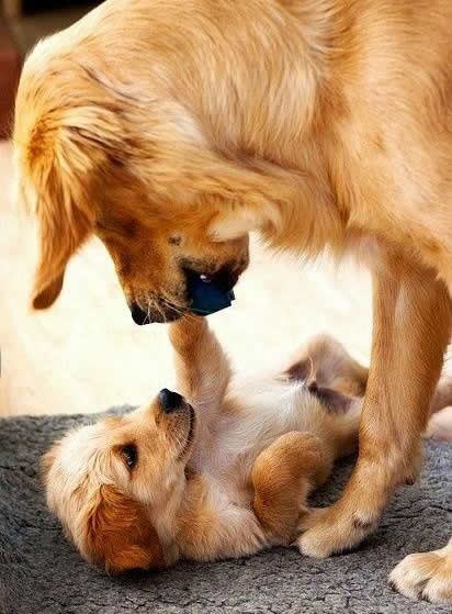 Tata malog borca uči samoobrani