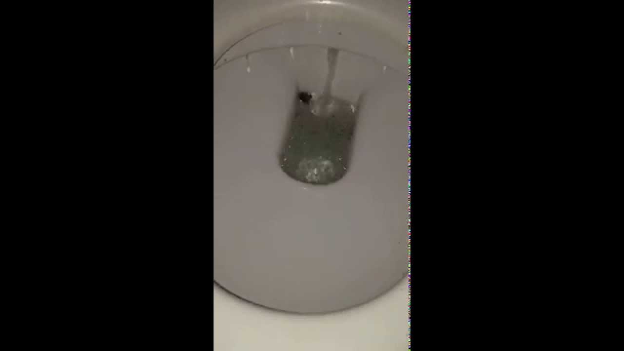 Video: Neuništivi australski pauk preživio WC