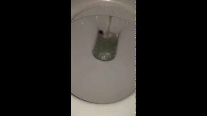 Video: Neuništivi australski pauk preživio WC