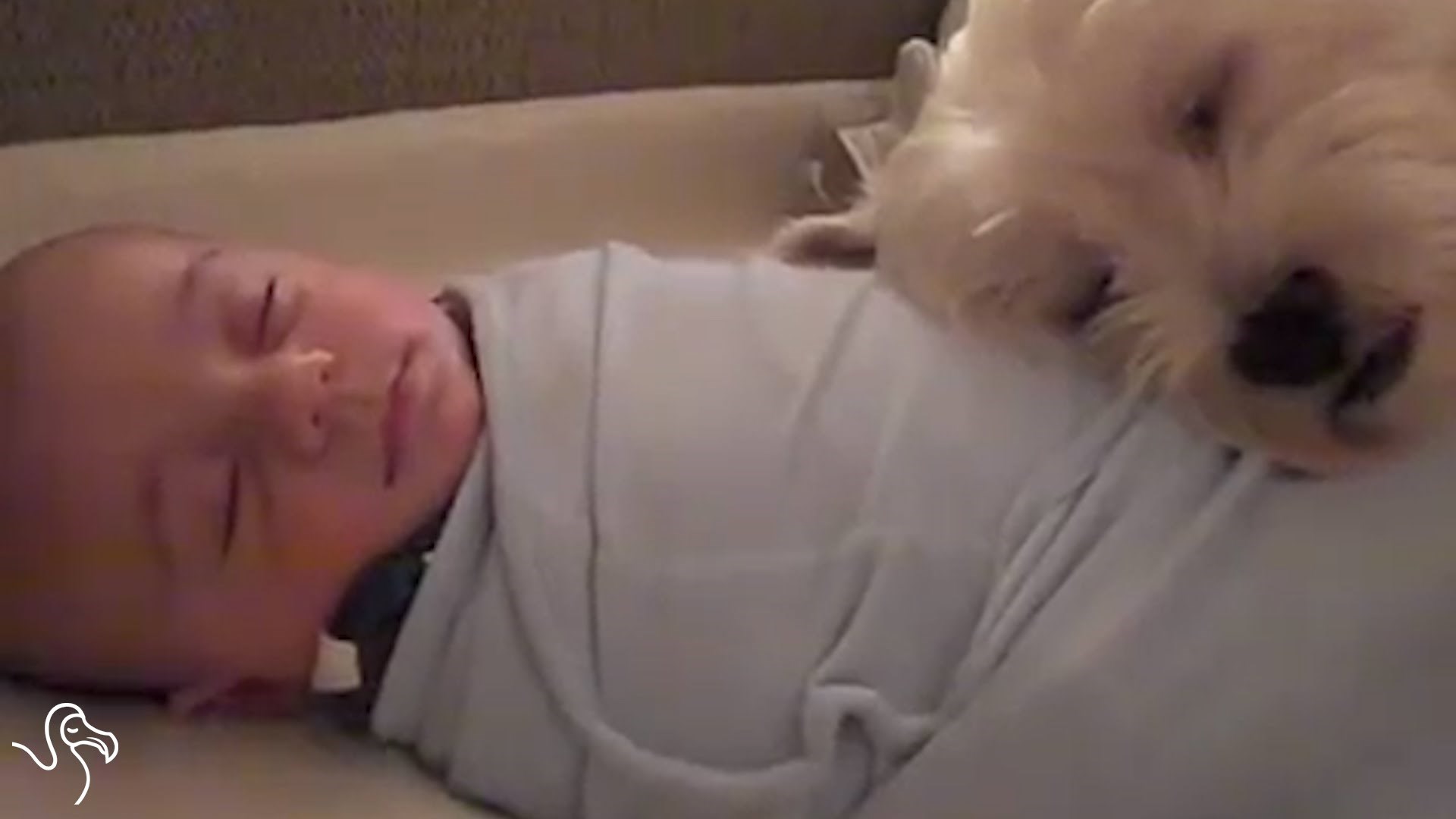 sve što je potrebno je mrvica  nježnosti..video