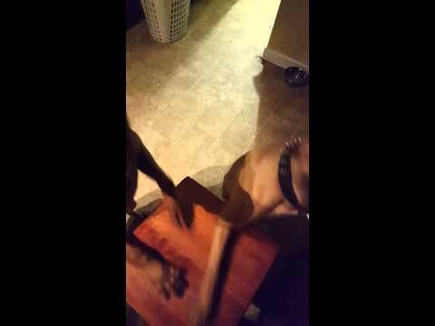 I dalje vjerujete u bajku da psi ne razumiju ljudski govor?