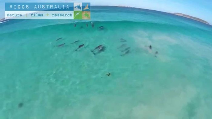 VIDEO: Dron ''ulovio'' male morske surfere