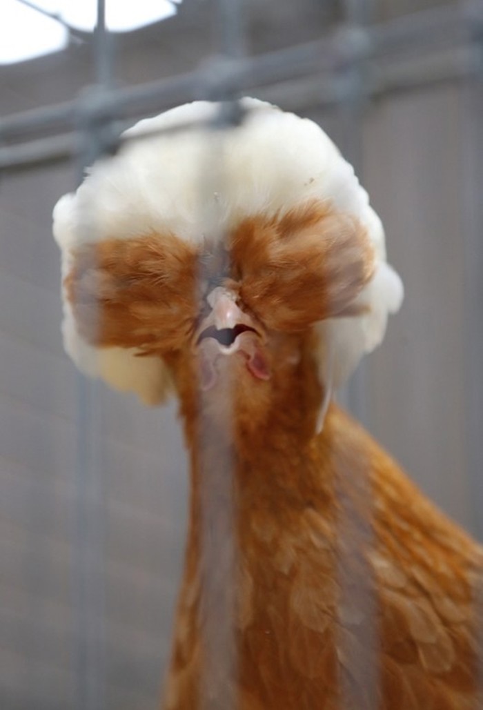 Kokoš čula da su afro zurke u modi