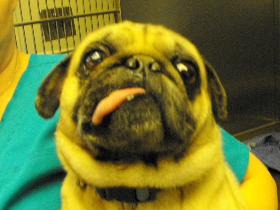 Ak se pravim mrtav ne moram veterinaru, jel da?