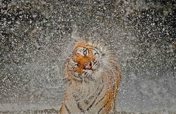 Vrijeme je za tuširanje!