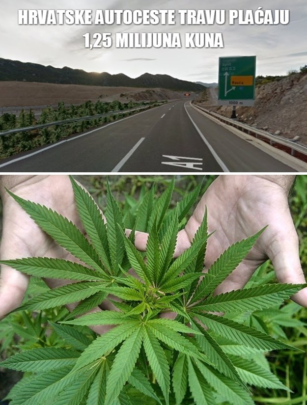 Otkriveno zašto HAC-ova trava košta milijune