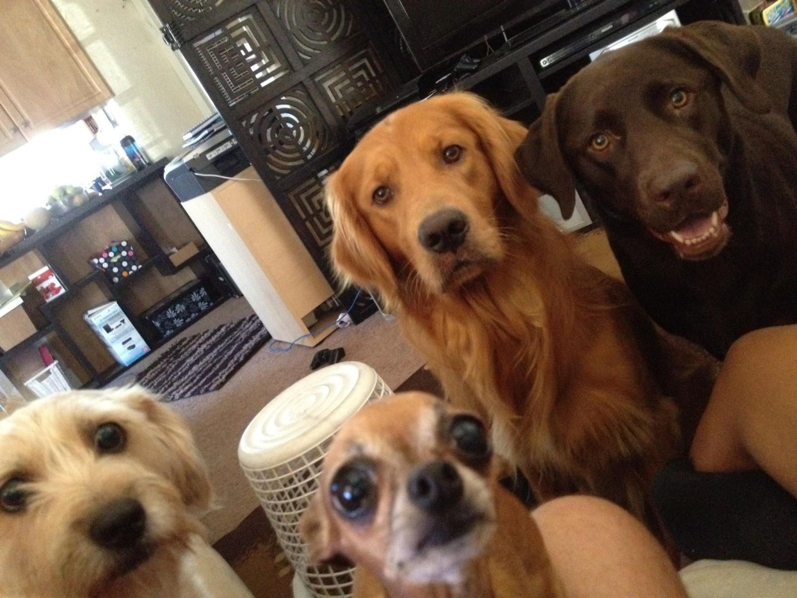 Kad misliš da možeš jesti u miru, a imaš pse