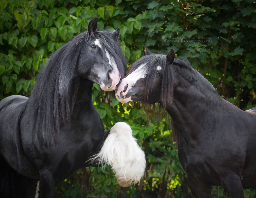 Kakav otac, takav sin