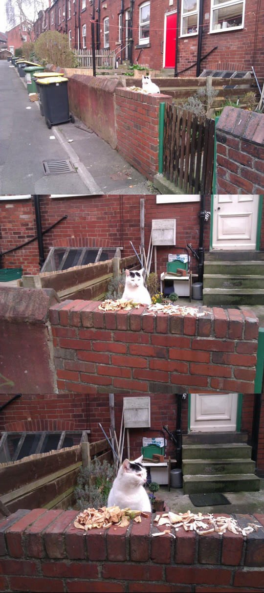 Pametni mačak ostacima kruha mami golubove za ručak