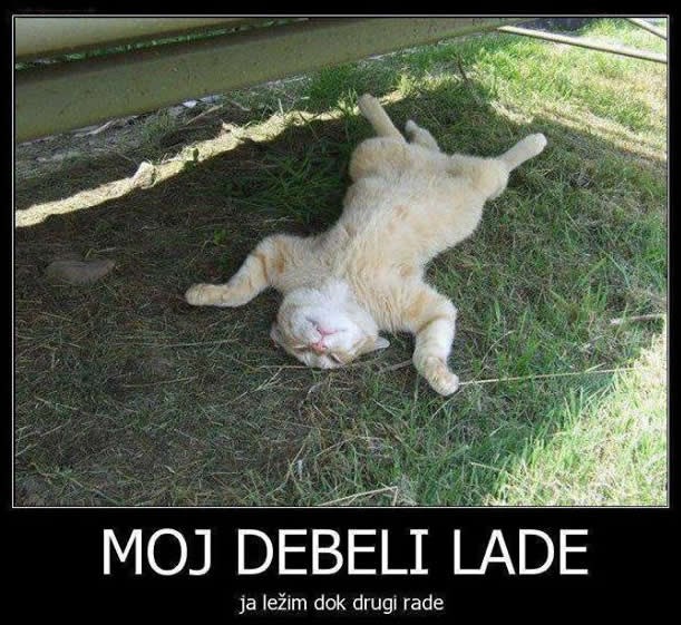 Saborska mačka stekla navike političara