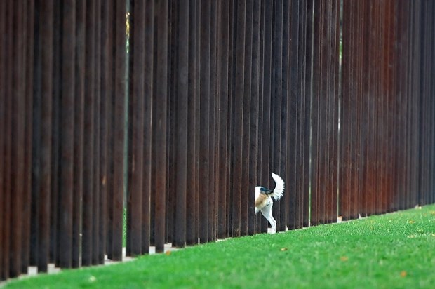 Ograda? Ma tko je vidio ogradu... 