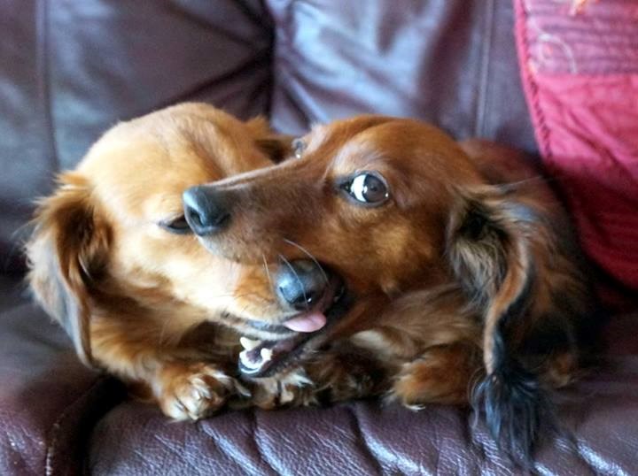 Daj šuti više malo, pa ne čujem si misli!