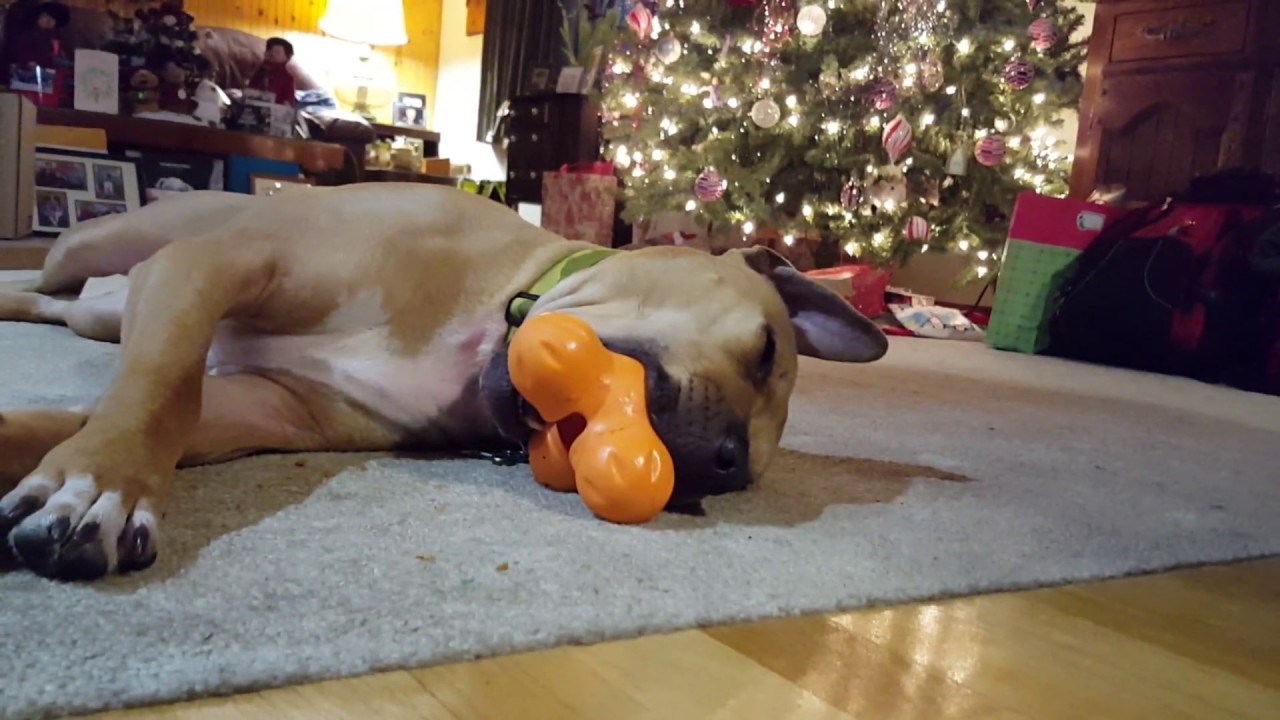 Božićni poklon ga je oduševio: Umorni pas zaspao s igračkom u ustima! 