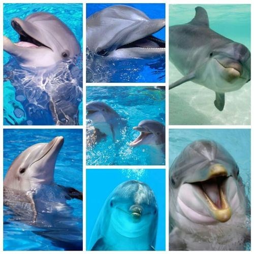 Jesu li dupini najsretnije životinje na svijetu?