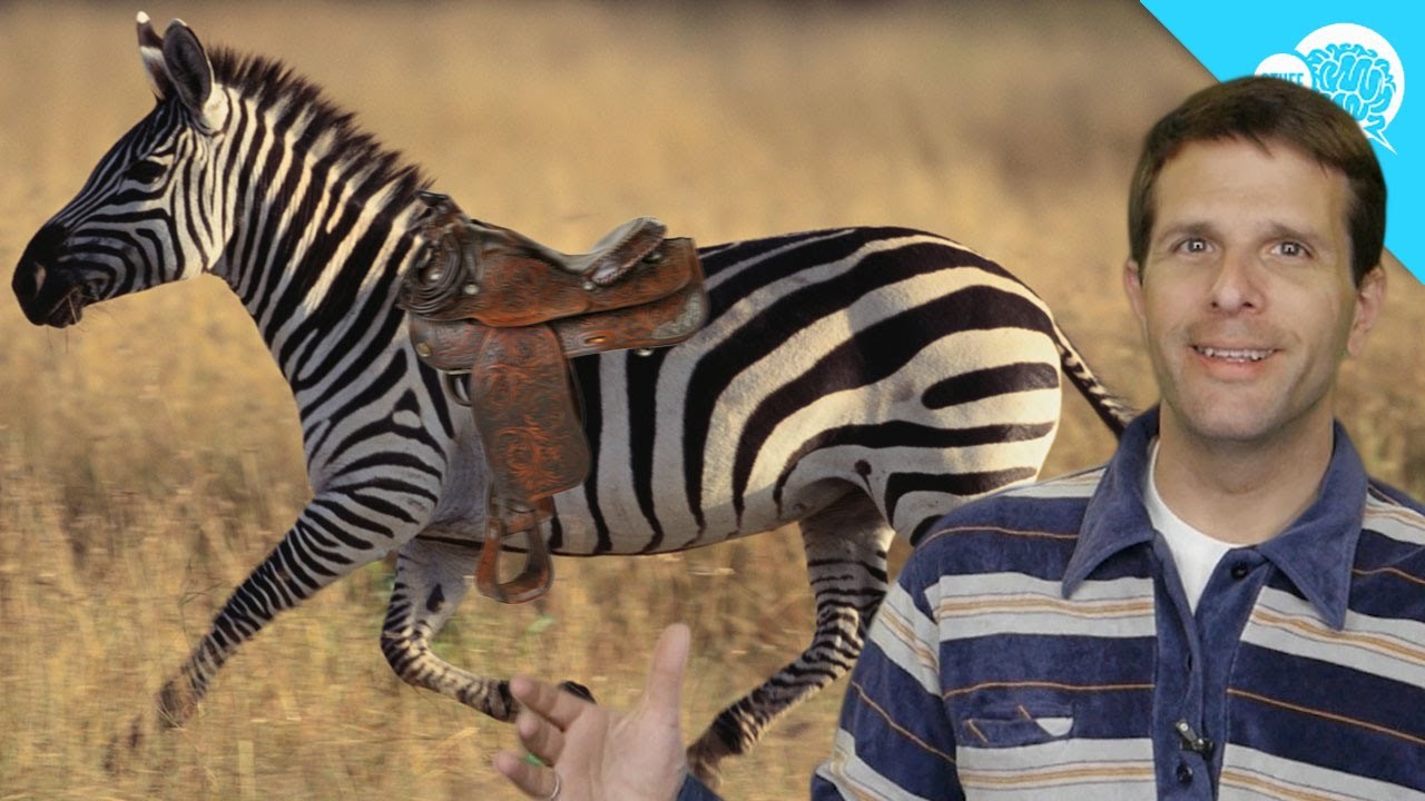 VIDEO: Zašto ne jašemo zebre?