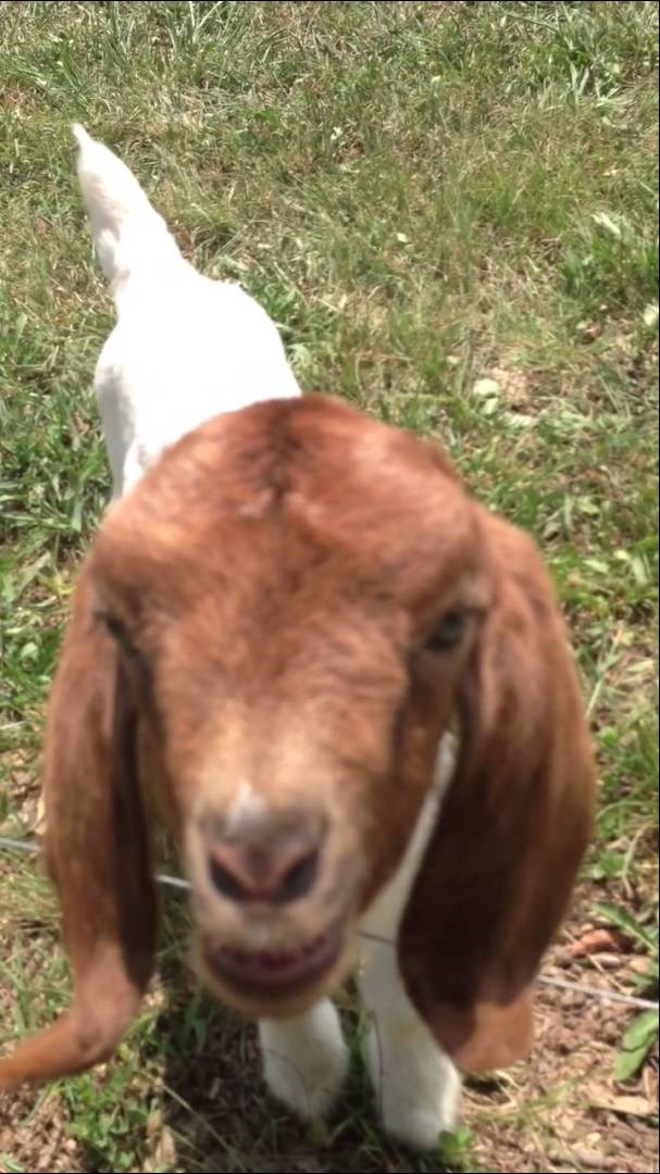 VIDEO: Kad koze progovore to izgleda ovako