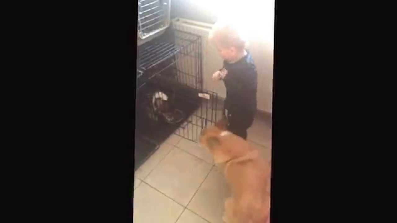 VIDEO: Najmedeniji mali pomagač profesionalno brine za svoje psiće!