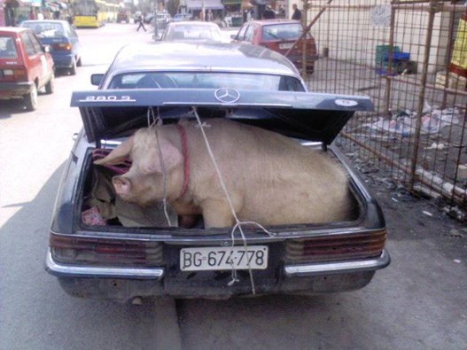 Bolje prase u gepeku nego konj za volanom