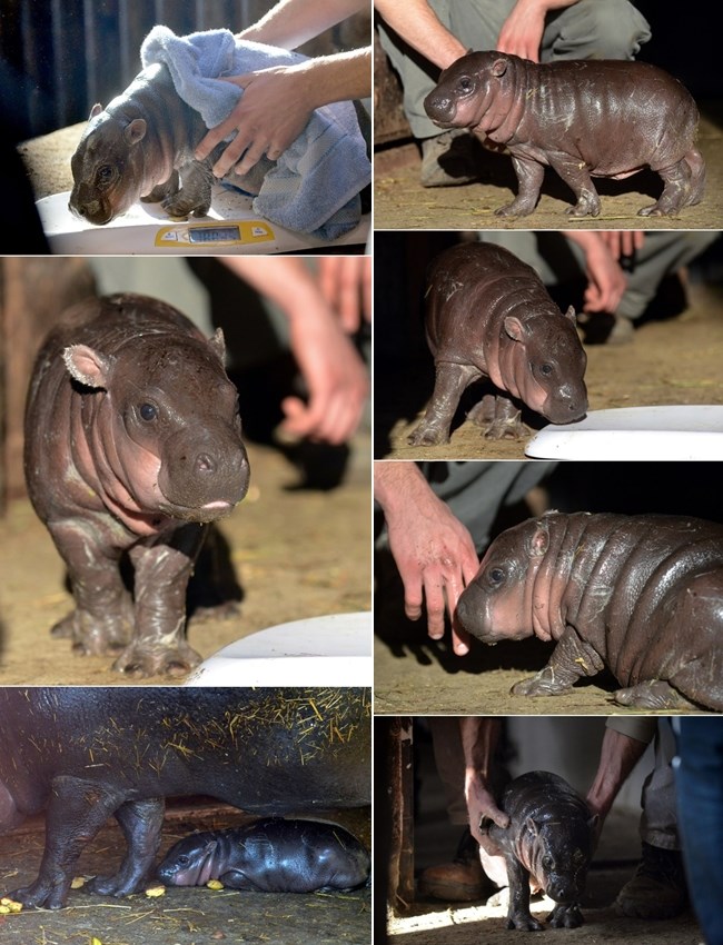 Maleni nilski konjić stigao na svijet